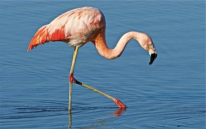 El Oceanogràfic celebra el nacimiento del primer flamenco chileno de este año