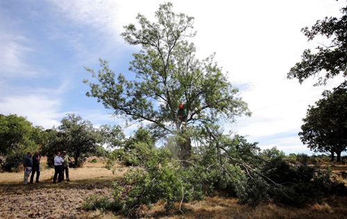 Madrid. Poda de fresnos para mantener el paisaje