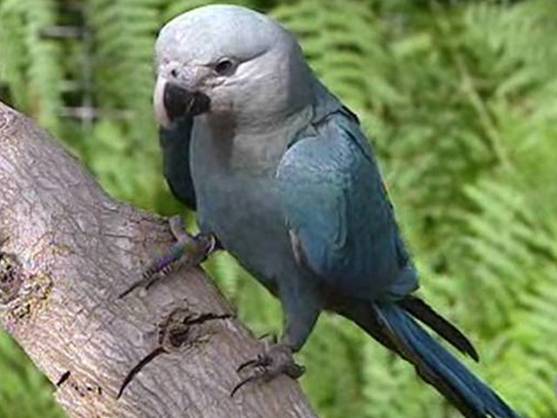 Qué hacer cuando las especies se extinguen