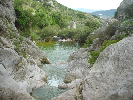Junta inicia la reintroducción del corzo en el Parque Natural de Sierra Tejeda