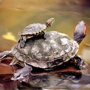 Tortugas de agua dulce en peligro de extinción