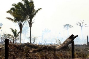 Los traficantes de drogas destruyen los bosques de América Central