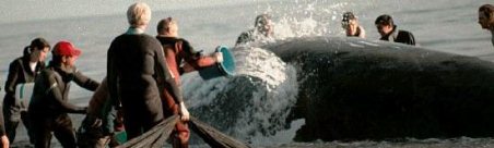 Por qué el 25 de setiembre es el Día Nacional de la Ballena Franca Austral