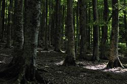 El Gobierno Vasco apoyará estudios para la conservación del patrimonio natural