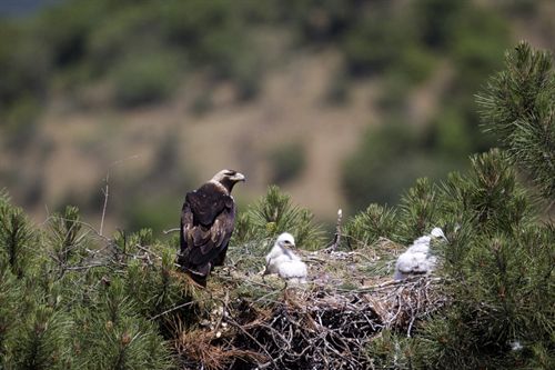 Ecologistas piden a MARM una auditoría de los programas de reintroducción de especies amenazadas
