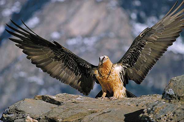 El Quebrantahuesos liberado en los Picos de Europa evoluciona positivamente
