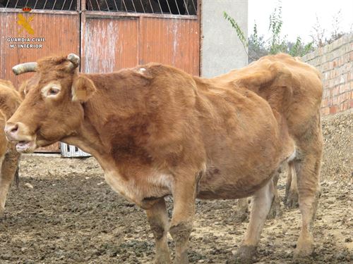 Maltrato animal en Monzón (Huesca)