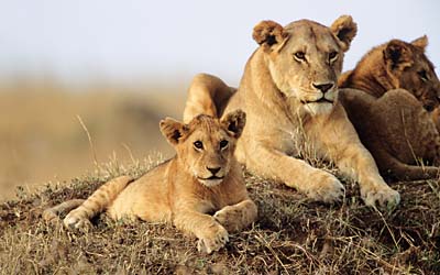Guardabosques kenianos matan a cuatro supuestos cazadores furtivos
