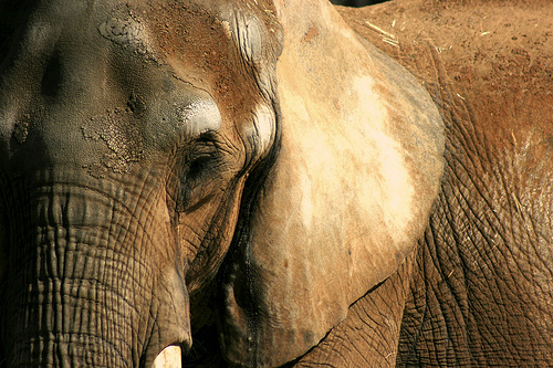 Las elefantas del Zoo de Barcelona siguen separadas tras nueve meses