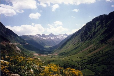 Avispa asiática se instala en el Vall d’Aran (Lleida)