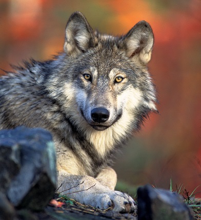 UE inicia el estudio de la denuncia contra la matanza de lobos en Asturias