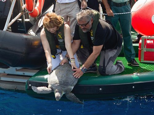 El 92% de las tortugas que llegan varadas a las costas de la Comunitat son curadas y devueltas al mar