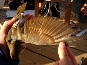 El Parque de Despeñaperros celebra el Día Internacional de las Aves Migratorias