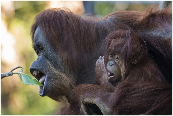 Evolución del habla humana: la clave está en los grandes simios