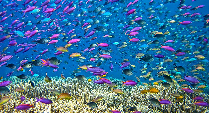 Cómo gestionar de manera sostenible los sistemas costeros marinos IUSC te forma