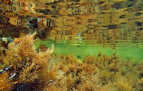 Catalunya edita un manual ‘pionero’ sobre los hábitats litorales marinos