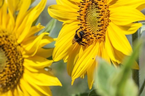 Hero España se apunta a Bee careful para preservar las abejas