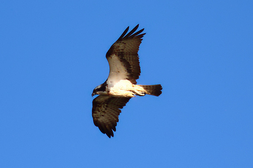 Recuperada en Menorca una cría de águila peixetera víctima del proceso conocido como caïnisme