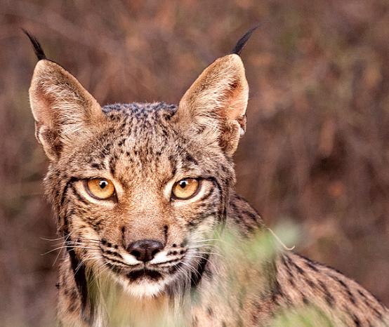 La etología del lince ibérico y el mantenimiento de la biodiversidad centra una muestra en Torremocha (Cáceres)