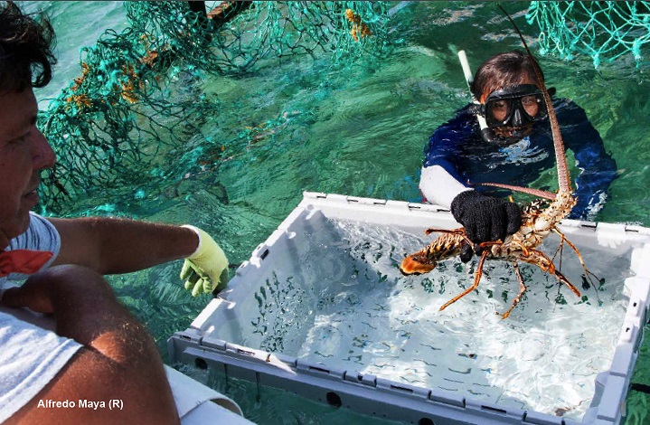 México. Captura sustentable de langosta en Sian Ka’an