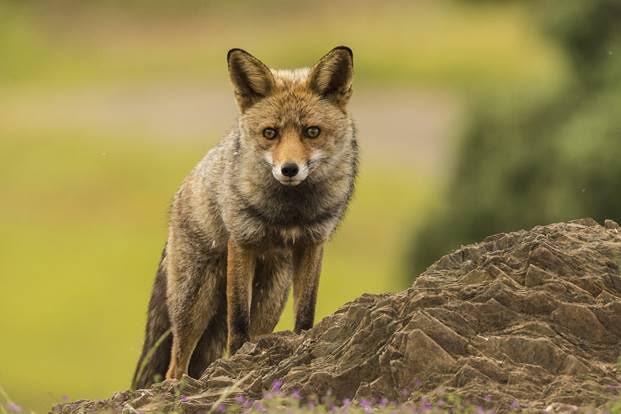 Apúntate ahora mismo a este curso sobre rastros de la fauna ibérica