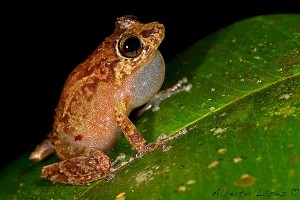 Advierten en Puerto Rico sobre la disminución del número de ranas