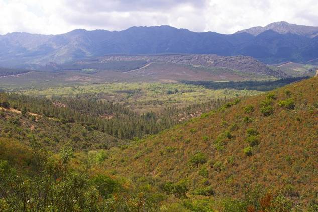 Anuncian mejoras forestales en montes de Cáceres Oriental