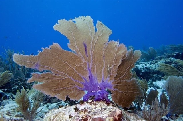 Pólizas de seguros en arrecifes de coral