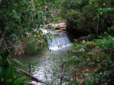 Gran fiesta por la biodiversidad y ecología en selva de Pichanaki