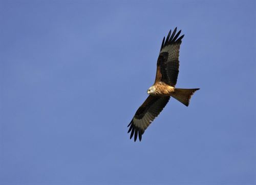 Andalucía acoge 46 parejas reproductoras de milano real