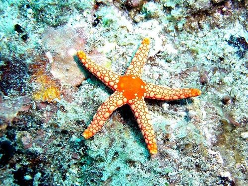 Crees que las estrellas de mar tienen ojos en la punta de sus brazos…