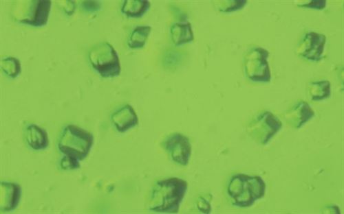 La fotosíntesis en acción