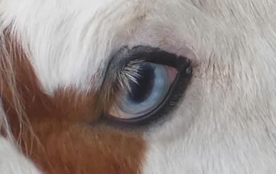 Por qué las especies animales tienen ojos diferentes