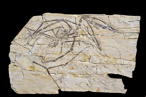 El fósil de un huevo de pterosauro aumenta el vínculo entre aves y reptiles