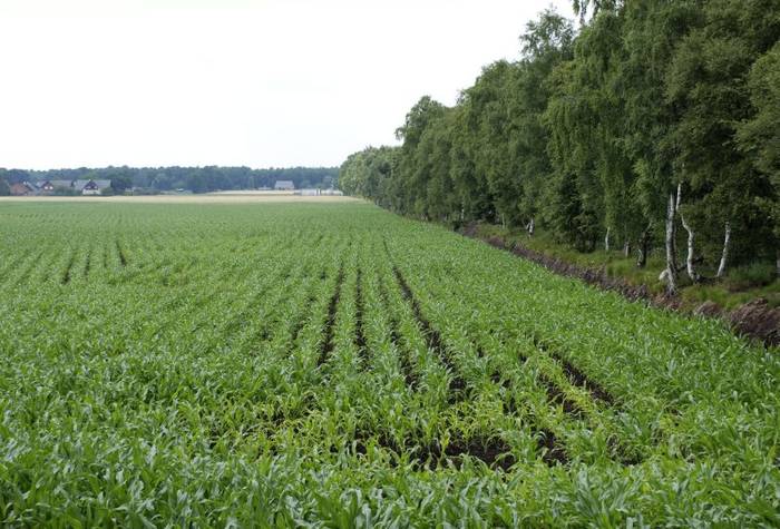 Aprueban un sistema que regula la creación y el comercio de bonos de carbono