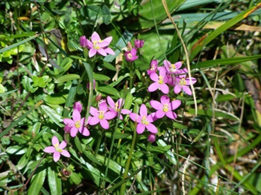 Qué sabes de la ‘ Centaurium somedanun’  especie endémica de la Cordillera cantábrica