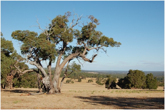 ‘Universidad Europea de Energía y Medio ambiente lanza el nuevo Doctorado en Medicina de la Conservación’