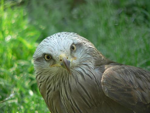 Proyecto de Cría en Cautividad del Milano Real de la Fundación Natura Parc