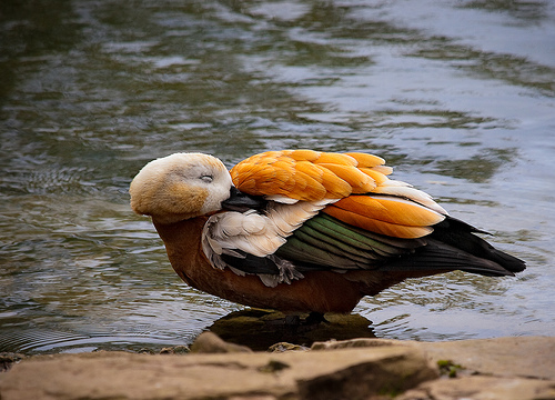 Canarias cobija a la única población reproductora de la especie de pato tarro canelo de España