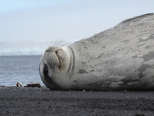 Aparece una foca en la playa de El Sable (Cantabria) con un mensaje para avisar de su avistamiento al London Zoo