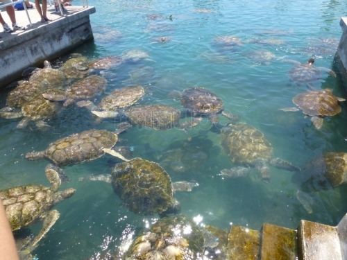 Explotación de tortugas en Islas Caimán