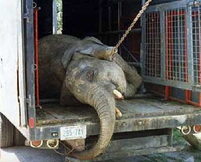 En Sant Vicent de Raspeig (Alicante) presentan una moción para prohibir los circos con animales