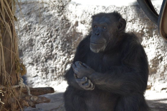 Argentina. La chimpancé Cecilia viajará a Brasil