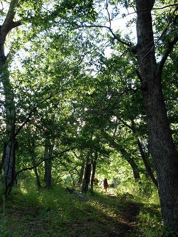 La FAO busca extender a más países las mediciones forestales vía satélite