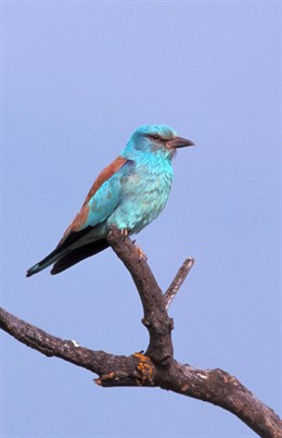 Voluntarios de SEO/BirdLife inicia el recuento anual de aves en España y lanza el II de Aguiluchos cenizos y pálidos