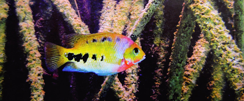 Peces dulceacuícolas en peligro de extinción