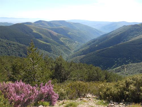 Antes del verano tendremos importantes modificaciones de la Ley de Montes