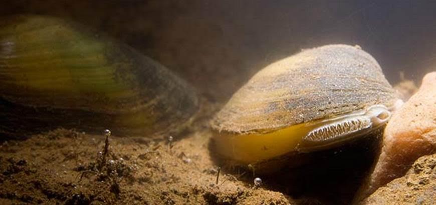 La CHE concluye tres actuaciones de mejora del hábitat de náyades autóctonas