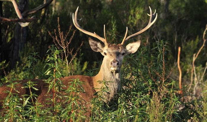Disfruta de la fauna ibérica con este curso