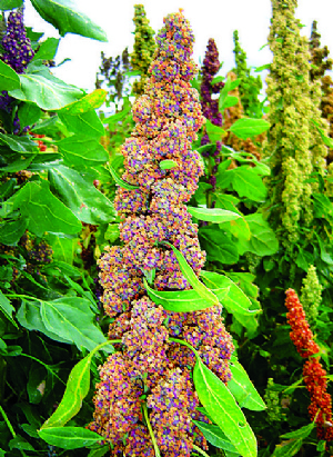 El calentamiento global retrasó la siembra de quinua